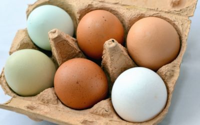 Scandale des œufs contaminés au Fipronil : Ecolo appelle le Gouvernement wallon à agir